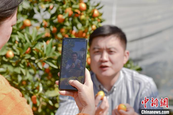 林俊合在金桔园中拍摄短视频。　王以照 摄