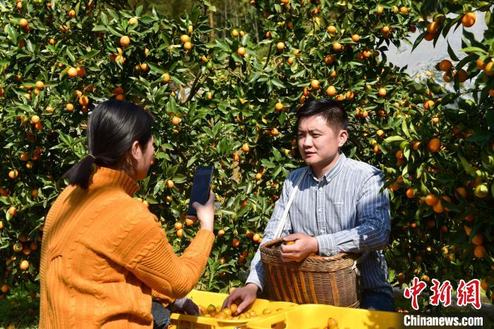 林俊合在金桔园中拍摄短视频。　王以照 摄