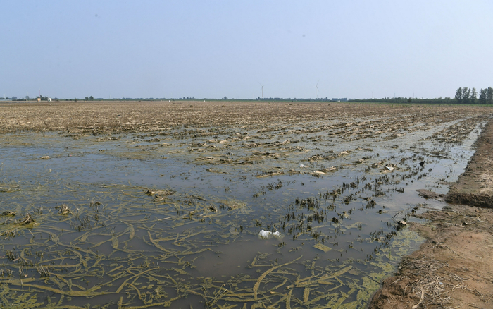 8月2日，河南安阳西杨庄村，洪水退去，地里还是一片汪洋。新京报记者 王颖 摄