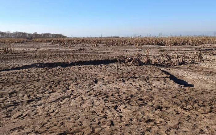 王美生家的玉米地，覆盖上了厚厚的一层泥沙。受访者供图