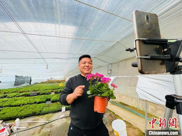 图为在合作社温室花棚内，花农通过直播形式进行鲜花销售。　郑晨子 摄
