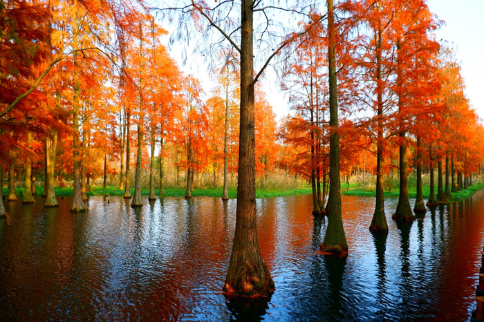 青西郊野公园内的水上森林。本文图片均为“绿色上海”微信公号 图