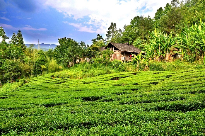 图为：五峰茶园