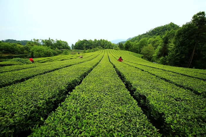 图为：五峰茶园