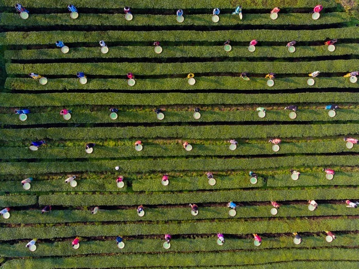 图为：采茶季村民在茶园内采茶