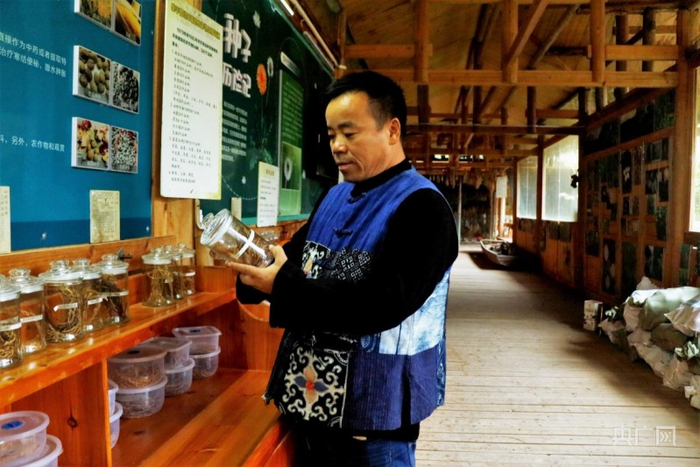 杨正熙正在黎平种子生态博物馆查看收集来的稻谷（央广网记者 张翼晶 摄）
