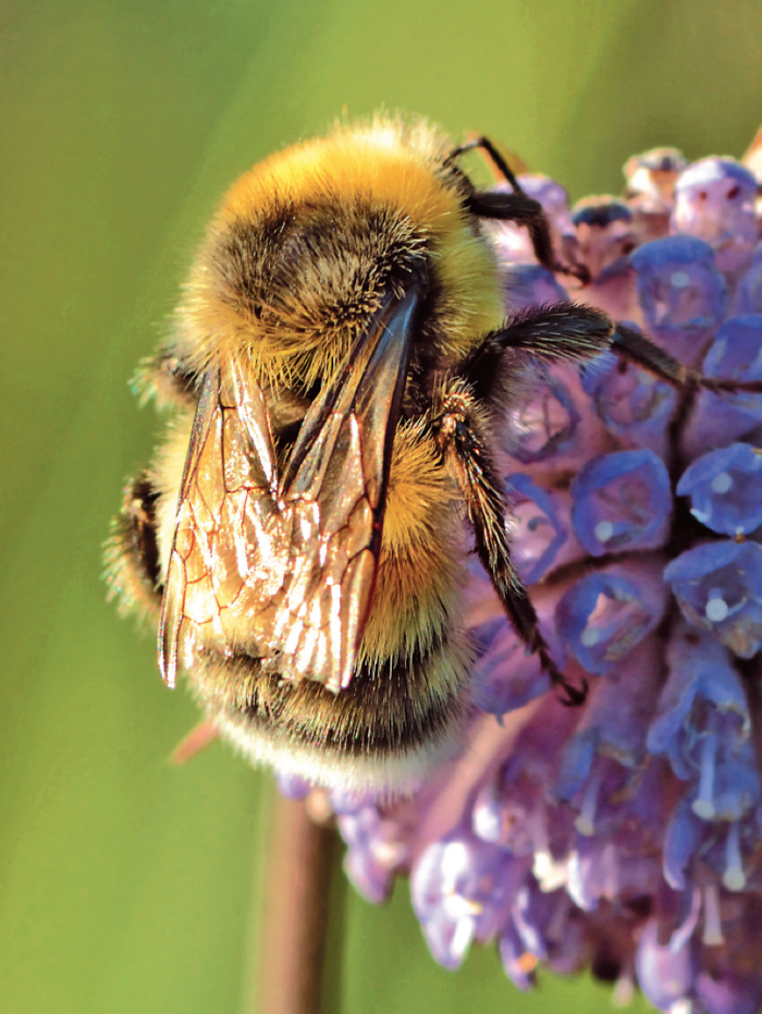欧石南熊蜂。（图片来源：Ivar Leidus/ Wikimedia Commons）