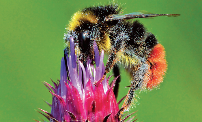 红尾熊蜂。（图片来源：Ivar Leidus/ Wikimedia Commons）