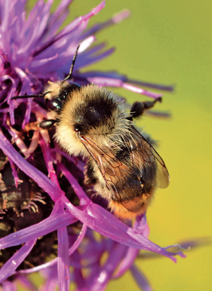 尖叫熊蜂。（图片来源：Ivar Leidus/ Wikimedia Commons）