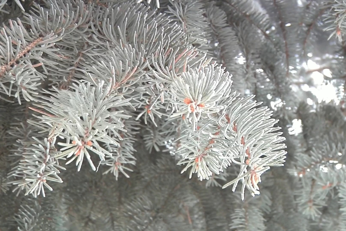 黑龙江大兴安岭漠河市近日迎来极寒天气，进入一年中最寒冷的一段时期。漠河市委宣传部 供图