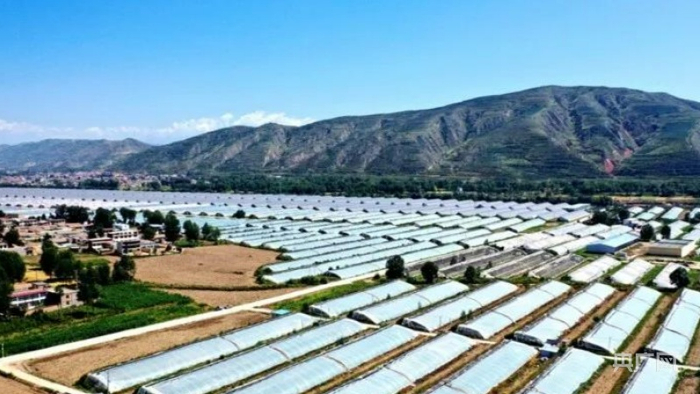 互助县现代农业示范区（央广网发 牟泉摄）