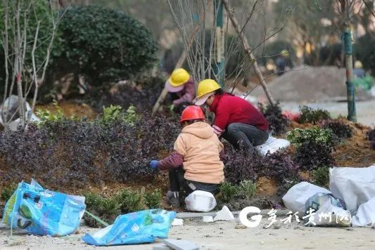 中庭绿植栽种中（乐湾国际供图）