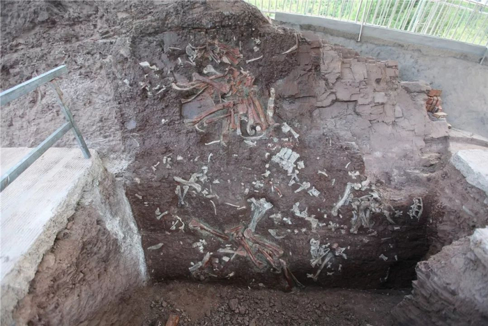 云阳恐龙一区化石墙（图片来源：重庆规划和自然资源局）