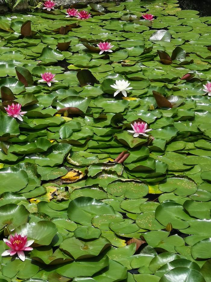 呈贡文庙泮池中，有一朵纯白的睡莲，格外醒目