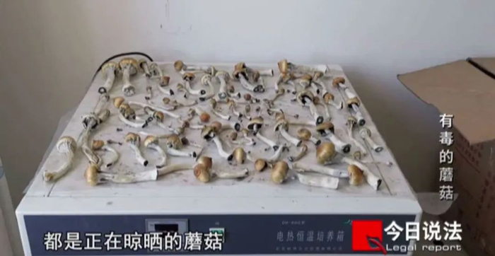 米军在电器上晾晒裸盖菇