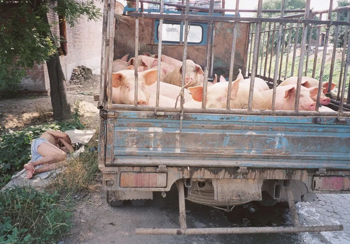 大羊坊遇猪，北京，2001。