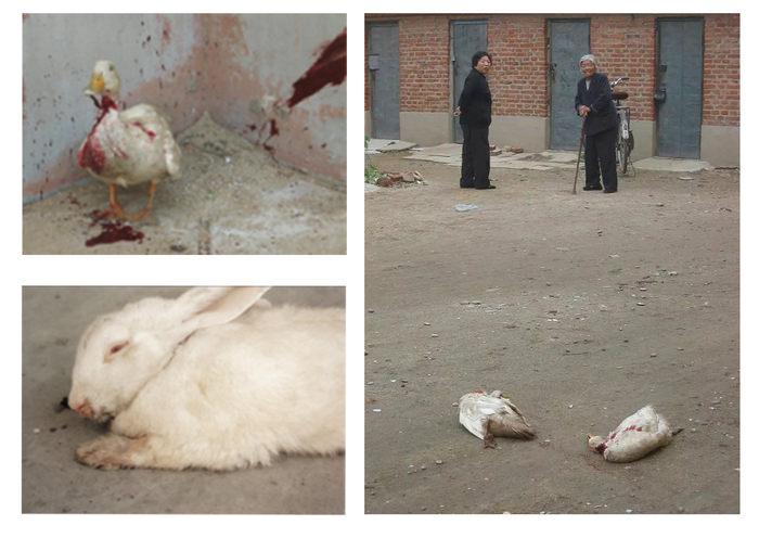 左下：我养的兔子快死了，1997；左上/右图：张旭杀鸭在家乡金城镇，辽宁，2004。