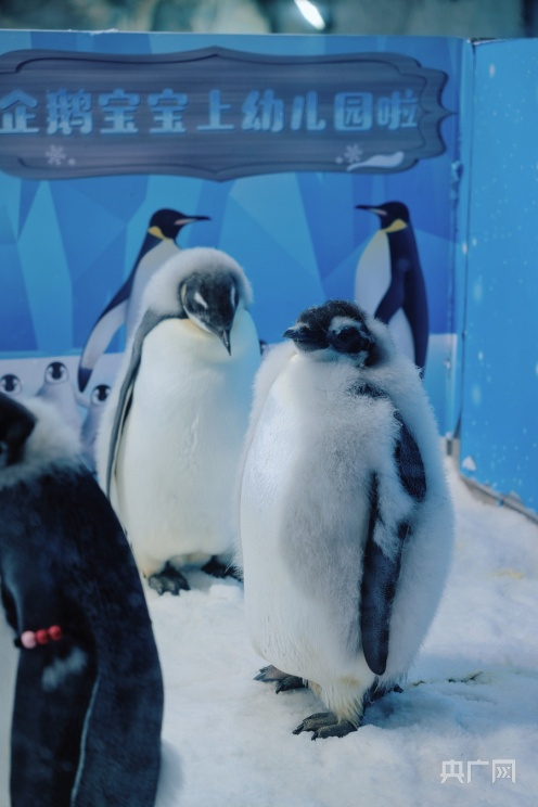 憨态可掬的南极帝企鹅宝宝。（央广网记者 官文清摄）