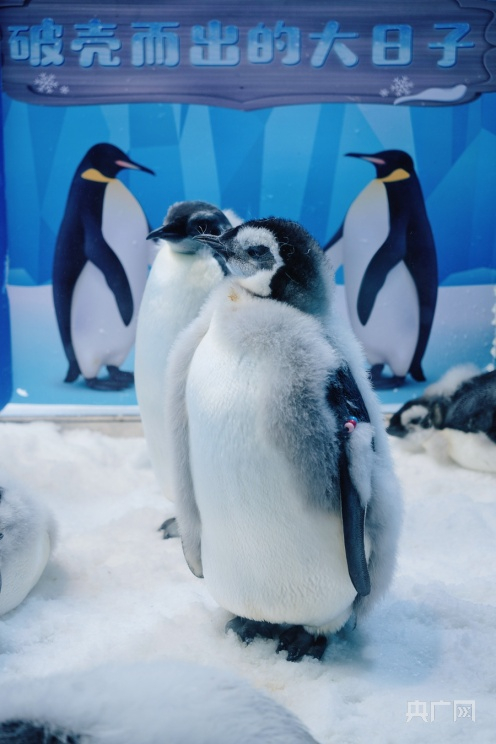 憨态可掬的南极帝企鹅宝宝。（央广网记者 官文清摄）