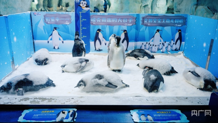 11只新生的南极帝企鹅宝宝。（央广网记者 官文清摄）