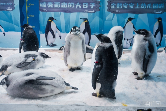 新生的南极帝企鹅宝宝。（央广网记者 官文清摄）