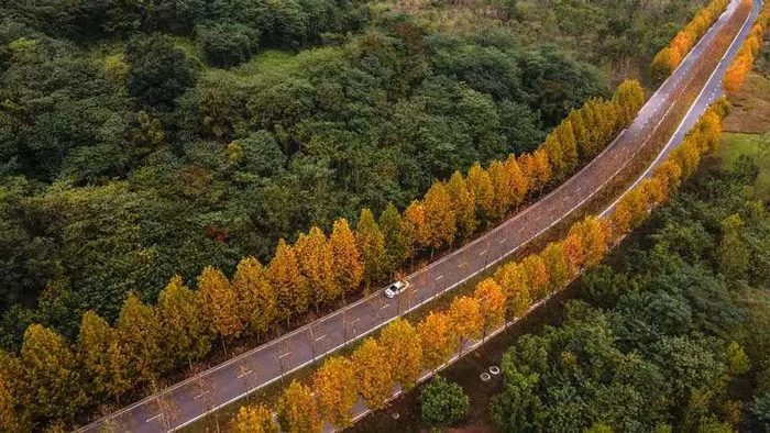 广阳岛上梧桐树叶正由绿转黄，一条金色大道蜿蜒在广阳岛深处，美不胜收。郭旭 摄
