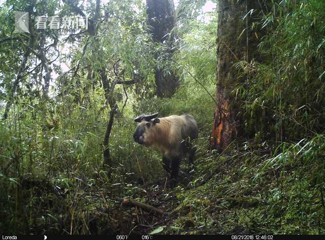 （图片来源： 大熊猫国家公园管理局 看看新闻Knews记者：彭晔 实习编辑：沈逸皓）