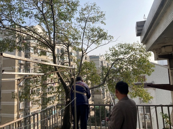 工作人员修建树木（央广网发 通讯员供图）