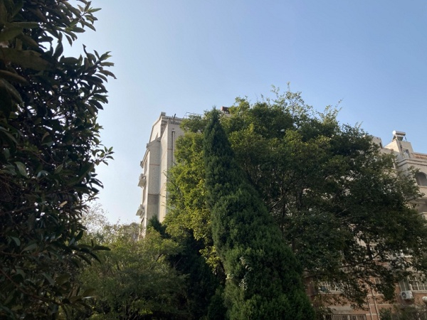 香樟树遮蔽阳光（央广网发 通讯员供图）