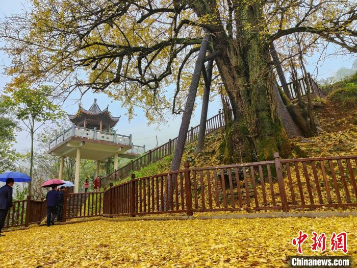 东安县南桥镇寺门马皇村有一株2500年树龄的古银杏树，是“湖南第一古树”。　东安县委宣传部供图
