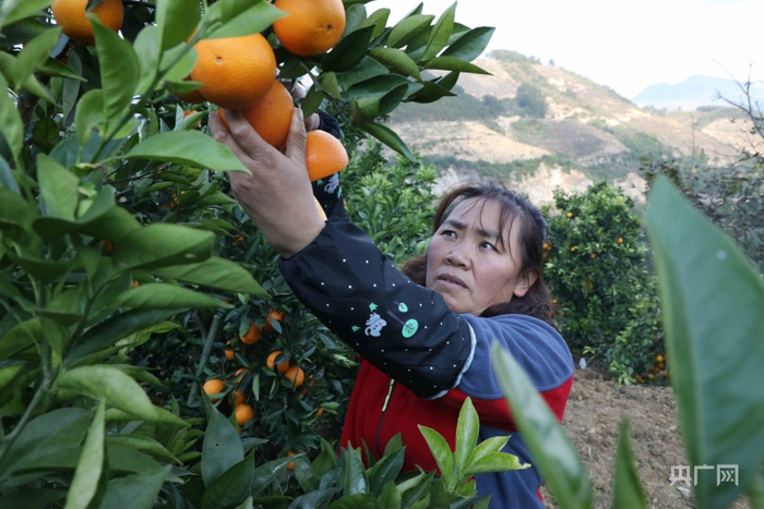 种植户正在采摘柑橘（央广网发 七星关区融媒体中心供图）