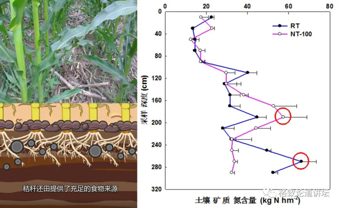 ▲ 补充养分——源源不断供应养分——节省化肥20-30%