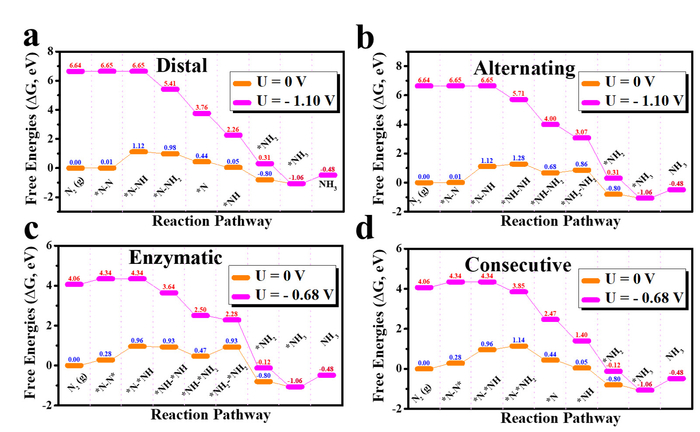 新型Mo/BP电催化剂用于氮气还原合成氨的多种路劲反应能量变化图，南工大供图