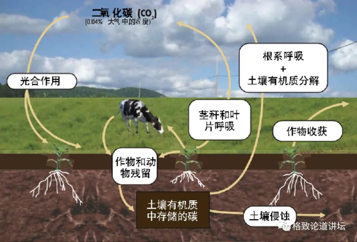 ▲ 土壤有机质哪来的？