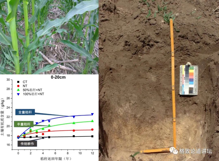 ▲ 食物充足——有机质增加<20%——土壤变黑