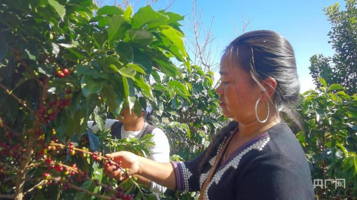 叶萍在采摘咖啡果（央广网记者 汪宁 摄）