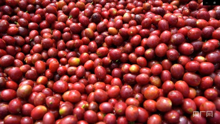 咖啡鲜果（央广网记者 汪宁 摄）
