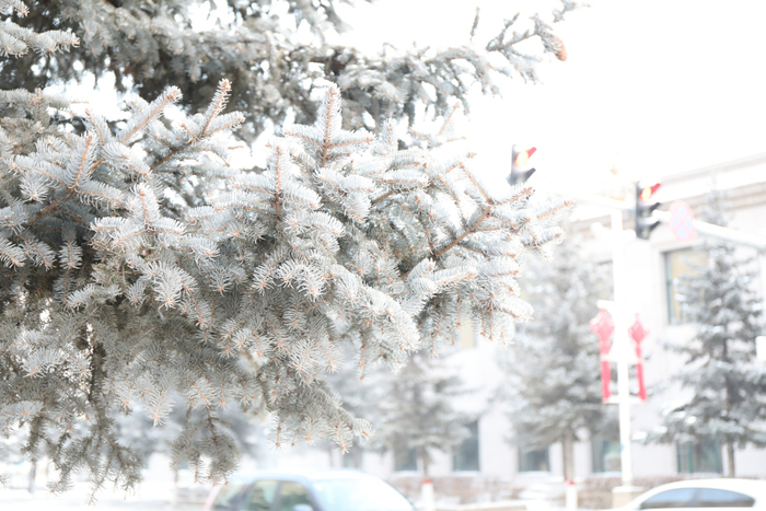 受强冷空气影响，黑龙江漠河出现大幅降温天气。漠河市委宣传部 供图