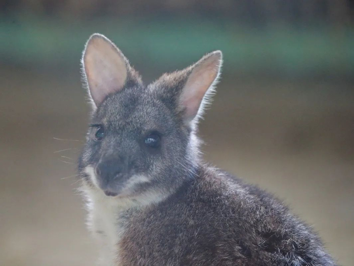 这就是“大”袋鼠