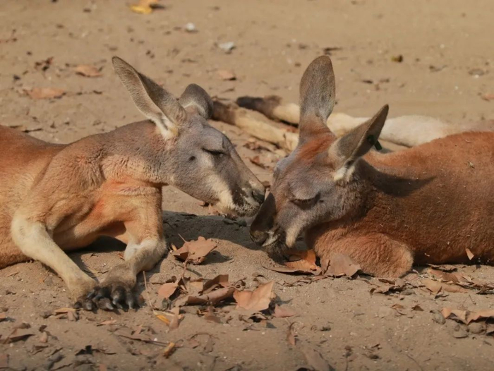 最大的，就是赤大袋鼠