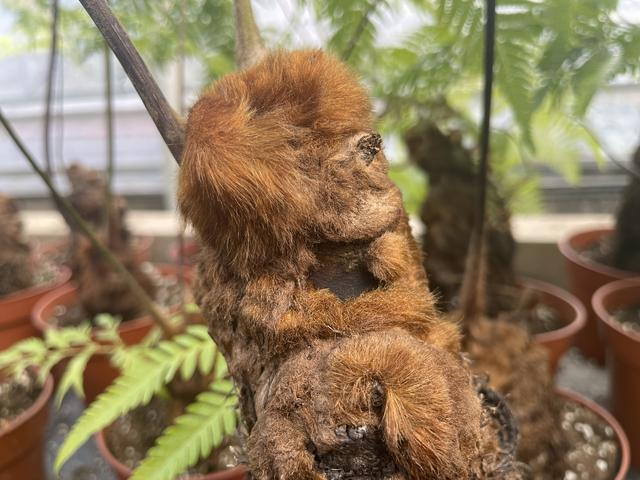 警方查获的金毛狗蕨 经侦总队供图