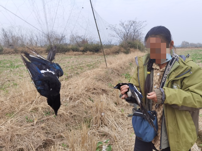 ▲志愿者在荒地发现被捕捉的鸟类，有些已经死亡。 受访者供图