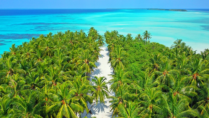 马尔代夫椰子树