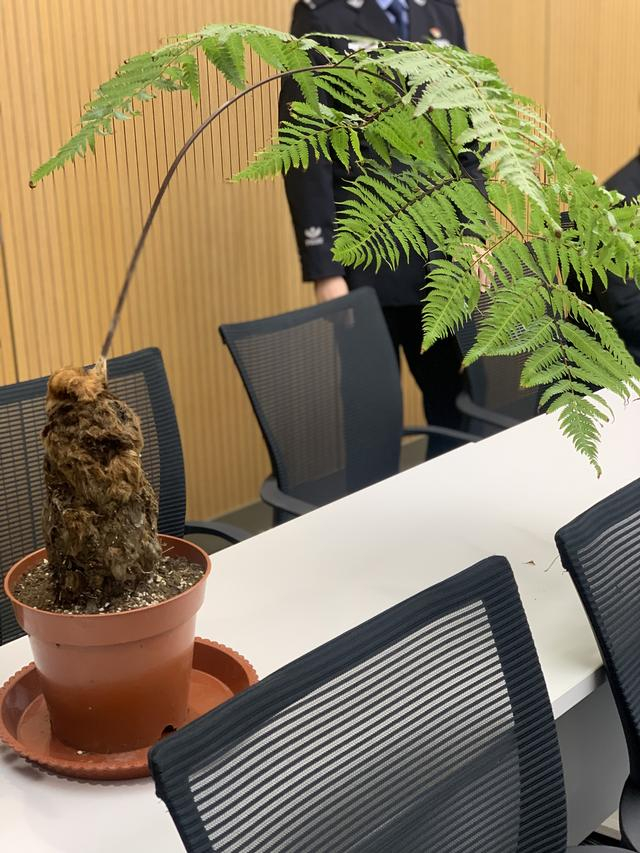 警方查获的金毛狗蕨 澎湃新闻记者 朱奕奕 摄
