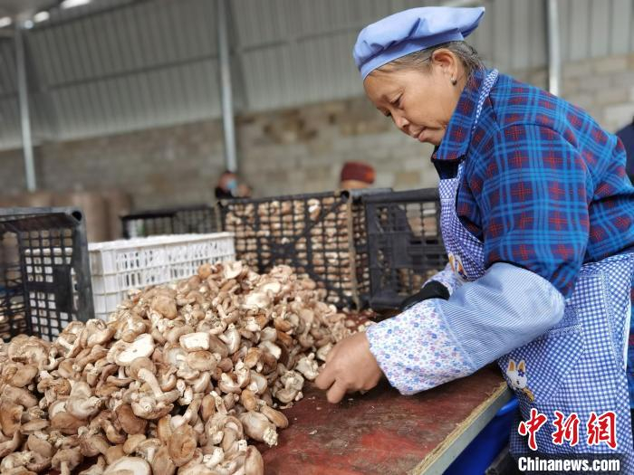 图为老人在分拣食用菌。　周燕玲 摄