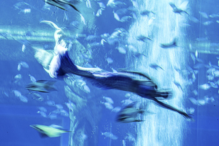 12月22日，首届中国美人鱼表演赛参赛选手在比赛中。