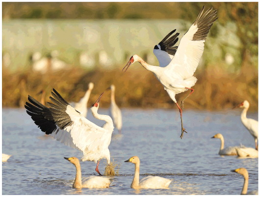 11月30日，两只白鹤在南昌五星白鹤保护小区的湿地嬉戏。新华社记者周密摄