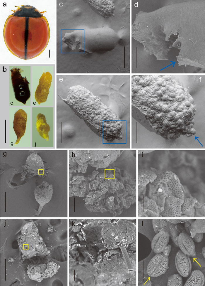 包童团队设计实验，以花粉投喂瓢虫个体并观察粪便排出。