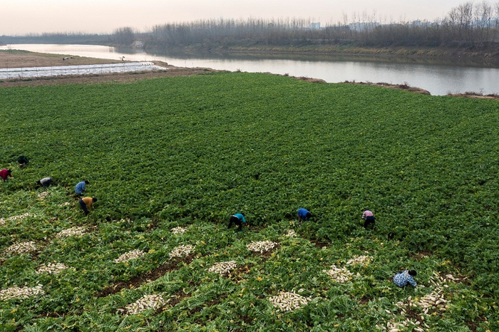图为：府河萝卜丰收时的场景 央广网发 通讯员陈志勇 摄
