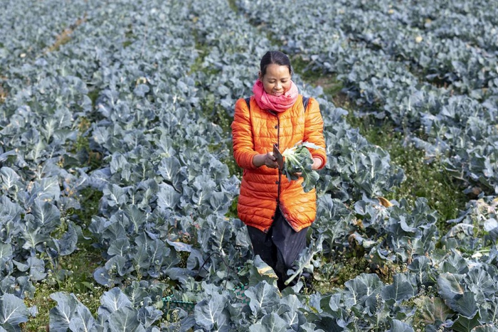 图为：四季长青蔬菜种植专业合作社菜农采收西兰花央广网发 通讯员陈志勇 摄